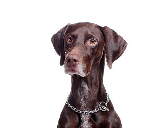 Pojištění majetkuPojištění psa